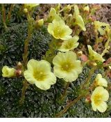 Saxifraga borisii 'Marianne'