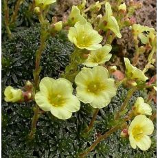 Saxifraga borisii 'Marianne'