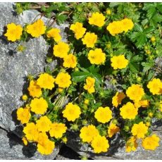 Potentilla aurea