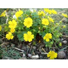 Potentilla neumanniana