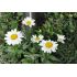 Leucanthemum 'Snow Lady'