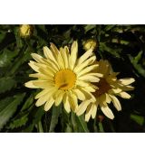 Leucanthemum "Broadway Lights" , margaréta