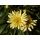 Leucanthemum "Broadway Lights" , margaréta