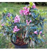 Daphne transatlantica x 'Pink fragrance'  / lykovec