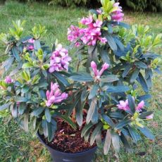 Daphne transatlantica x 'Pink fragrance'  / lykovec