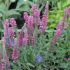 Veronica spicata 'Heidekind'