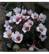 Saxifraga 'Dana'