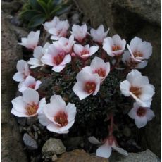 Saxifraga 'Dana'