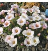 Saxifraga 'Vítkov'