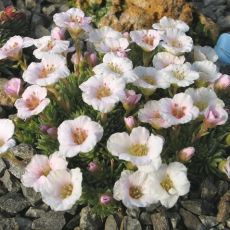 Saxifraga 'Vítkov'