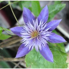 Clematis 'Multiblue' 2l