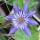 Clematis 'Multiblue' 2l