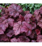 Heuchera 'Amethyst Myst' K9