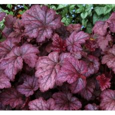 Heuchera 'Amethyst Myst' K9