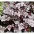 Heuchera 'Can Can'