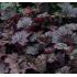 Heuchera micrantha 'Palace Purple' K9