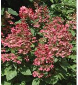 Hydrangea paniculata 'Wim's red'