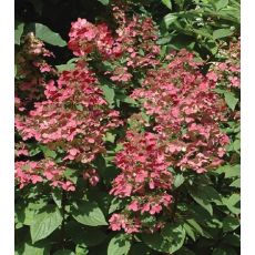 Hydrangea paniculata 'Wim's red'