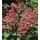 Hydrangea paniculata 'Wim's red'