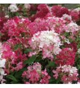 Hydrangea paniculata  'Diamant rouge'