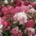 Hydrangea paniculata  'Diamant rouge'