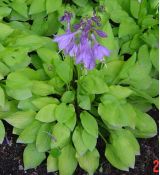 Hosta 'Hydon sunset'