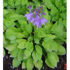 Hosta 'Hydon sunset'