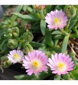 Delosperma 'Rosequartz'