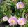 Delosperma 'Rosequartz'