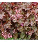 Heuchera 'Rachel'