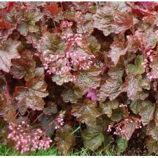 Heuchera 'Rachel'