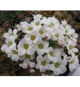 Saxifraga 'Teneriffe'