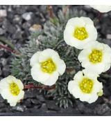Saxifraga x boydii 'Hindhead Seedling'