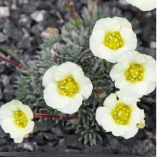 Saxifraga x boydii 'Hindhead Seedling'