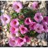 Saxifraga 'Allendale Elf'