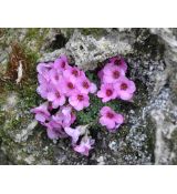 Saxifraga 'Allendale Elf'