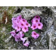 Saxifraga 'Allendale Elf'