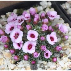 Saxifraga 'Sissi'
