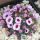 Saxifraga 'Sissi'