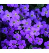 Aubrieta 'Blue shades'