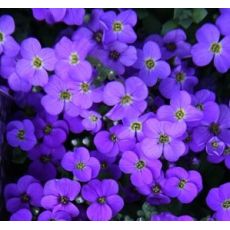 Aubrieta 'Blue shades'