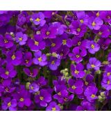 Aubrieta 'Purple shades'