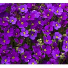 Aubrieta 'Purple shades'