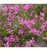 Silene schafta 'Splendens'