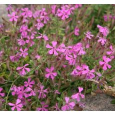 Silene schafta 'Splendens'