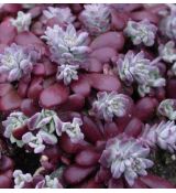 Sedum spathulifolium purpureum