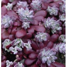 Sedum spathulifolium purpureum