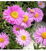 Aster alpinus 'Happy end'