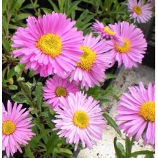 Aster alpinus 'Happy end'