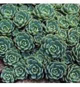 Rosularia (sedum) pachyclados